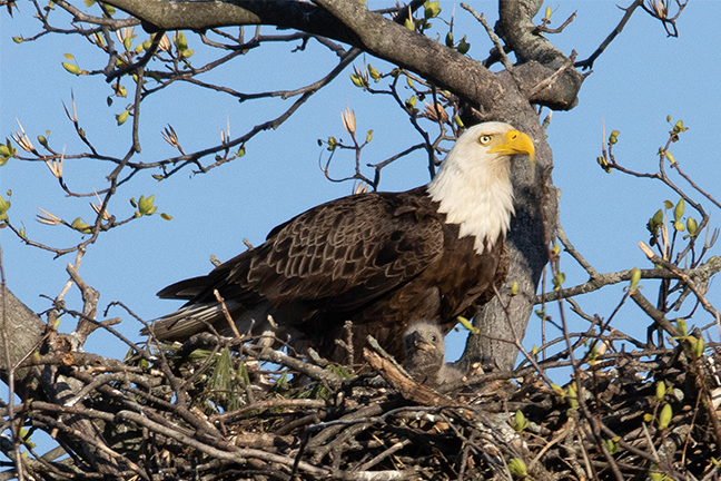 Bald Eagle Nest, Long Island New York